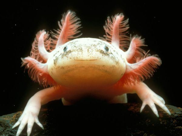 Got the legs? Mexican axolotl