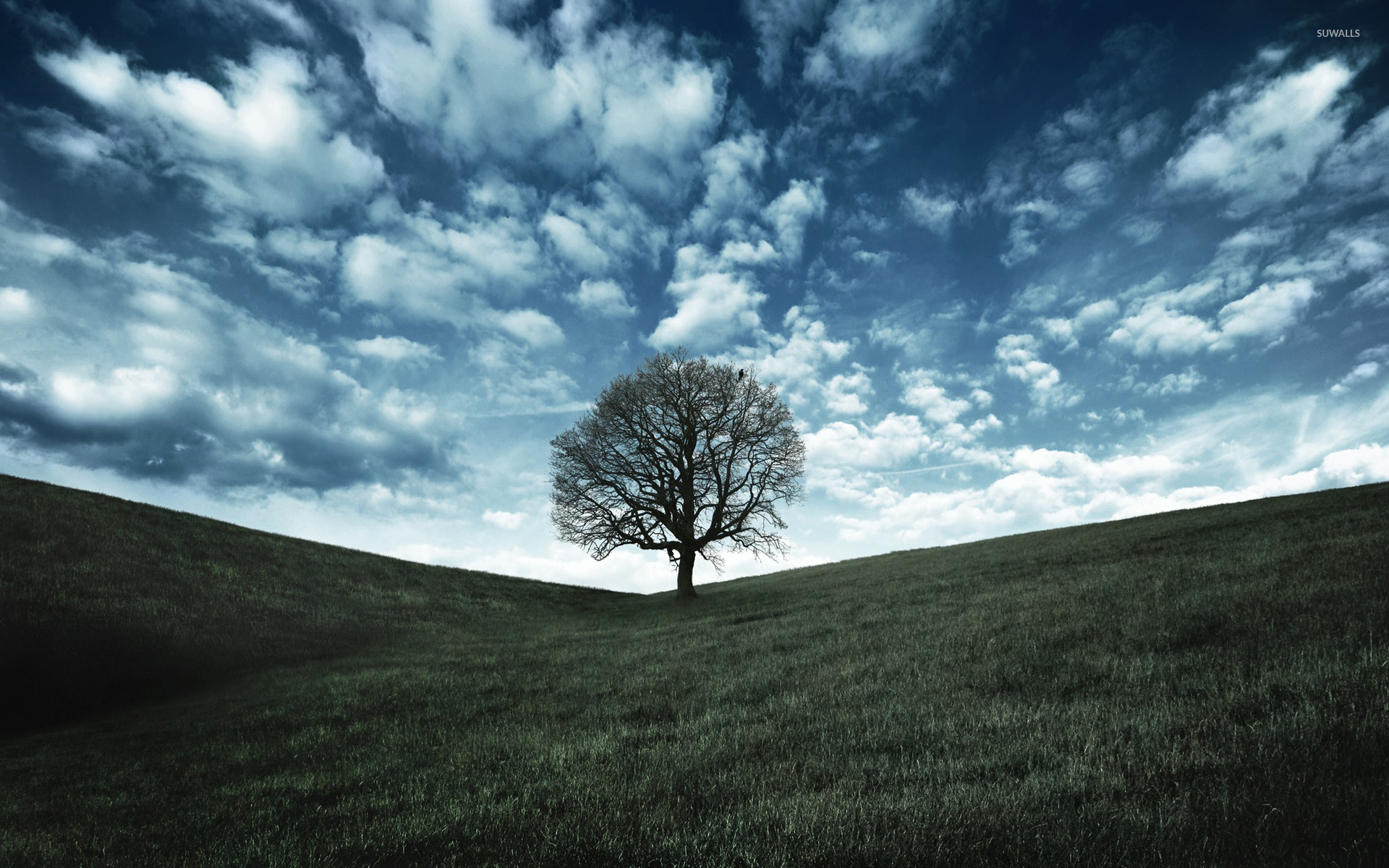 From one brave tree … to a forest