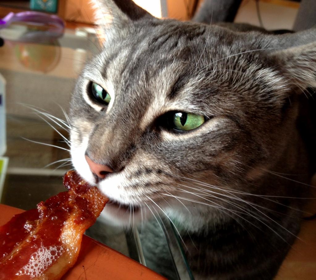 Cat eats bacon. Hold the front page.