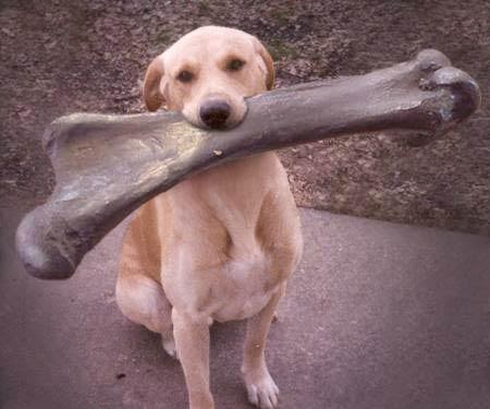 Big-boned …