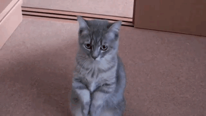 Cat begging. PIctured is not necessarily my cat.