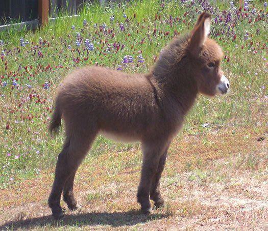 Baby donkey. Of course.