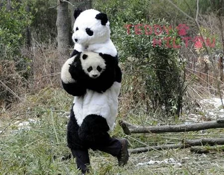 Baby panda being carried by surrogate parent in costume. Naturally.