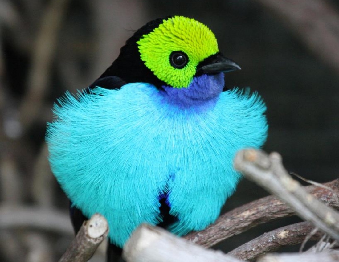 The paradise tanager, an exotic songbird 