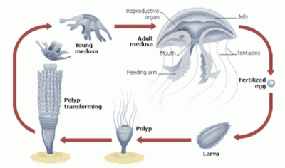 Turritopsis dohrnii can achieve biological immortality by going back to polyp form and starting again