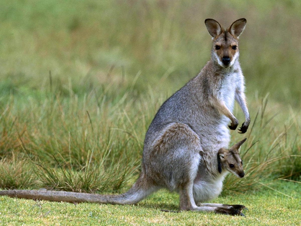 Kangaroo pouch. 