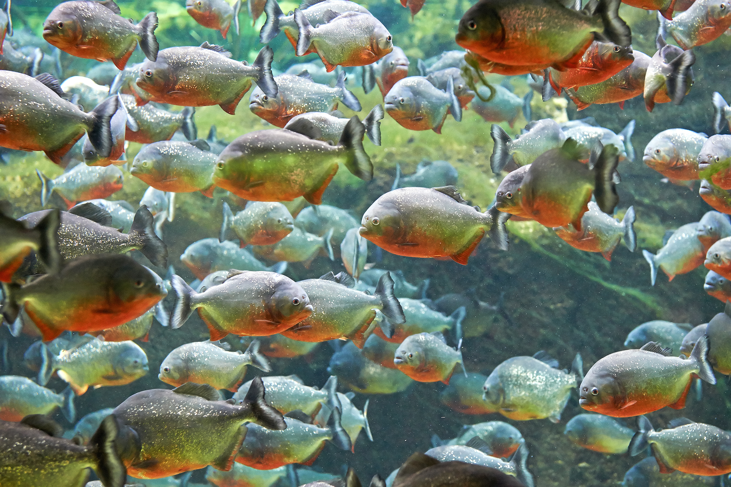 Red piranhas. Are they like the internet, gobbling up all cultural movements into small, bite-size chunks?