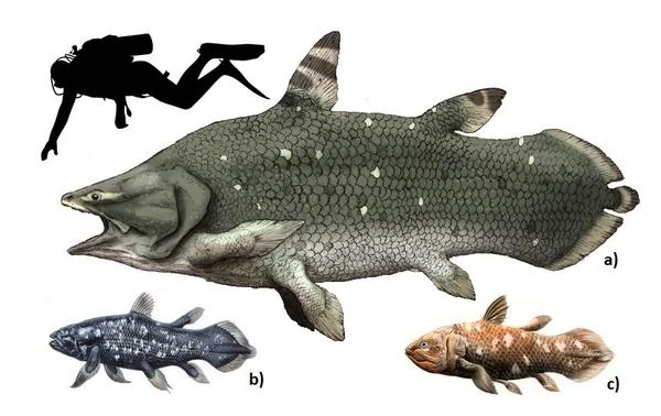 Sticking around - coelacanths