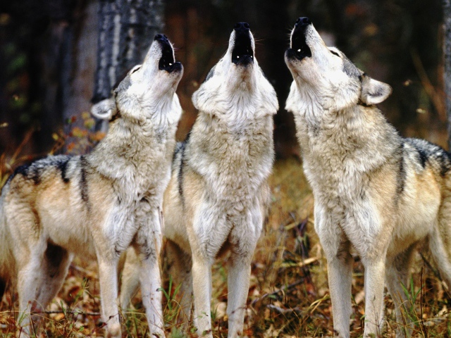 Three-dog night