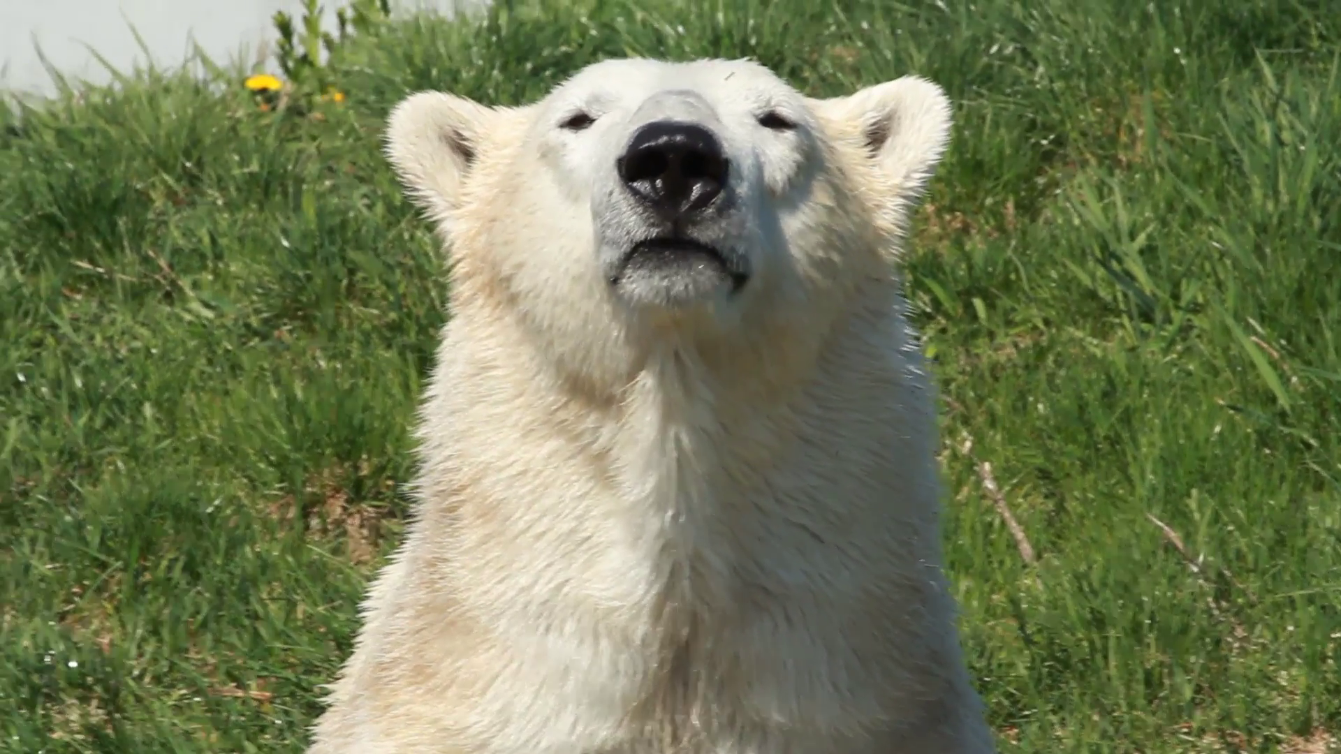 Polar bears, and others from the bear family can sense food from as far as 20 miles