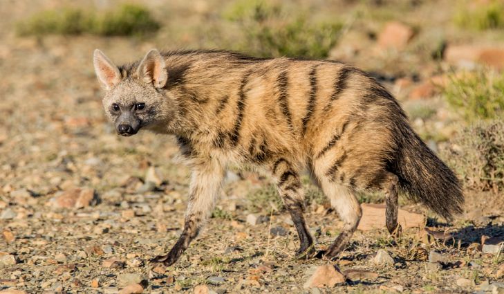 Well ‘aard? The insectivore aardwolf