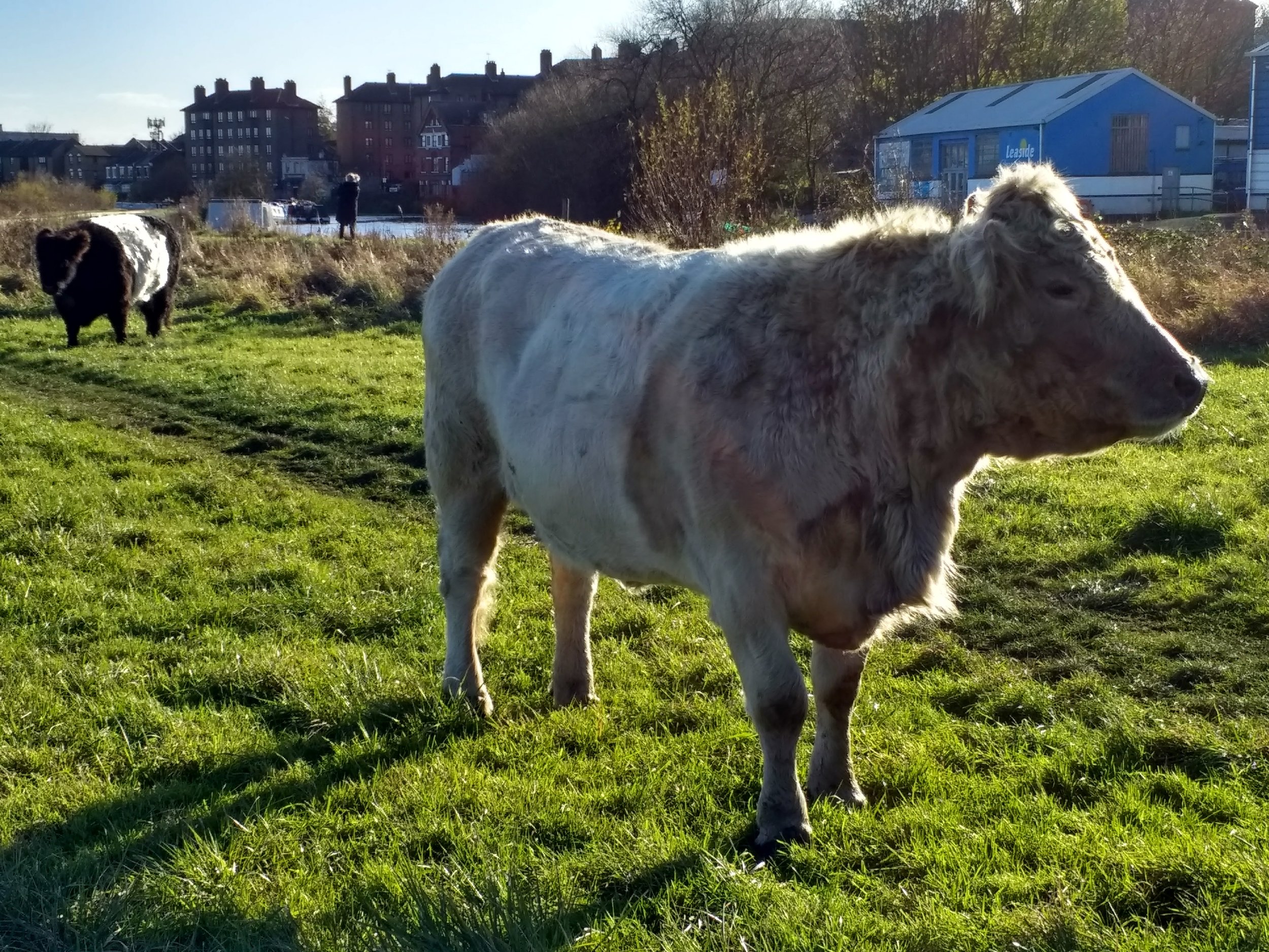 Cattle by the River Lea in Hackney, London