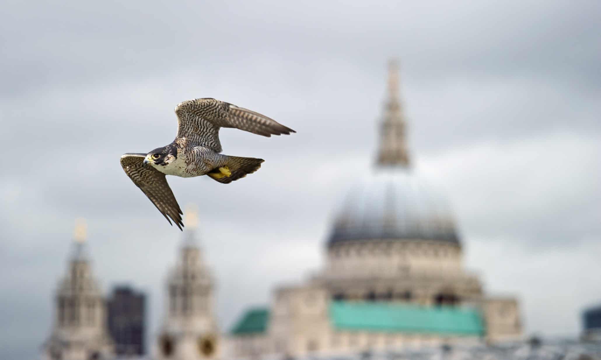 Peregrine falcon scours for London pigeons