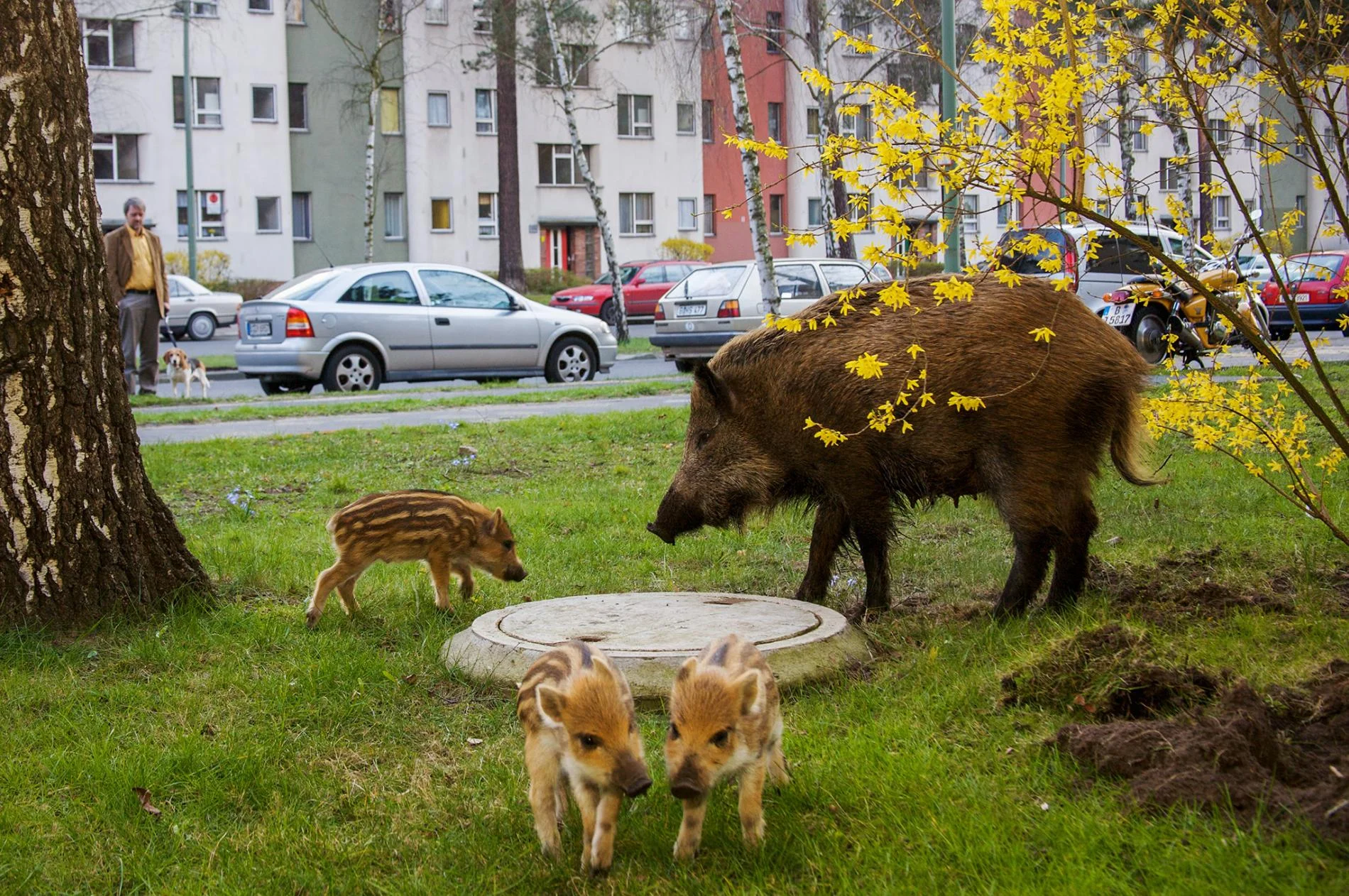Pigs in the city
