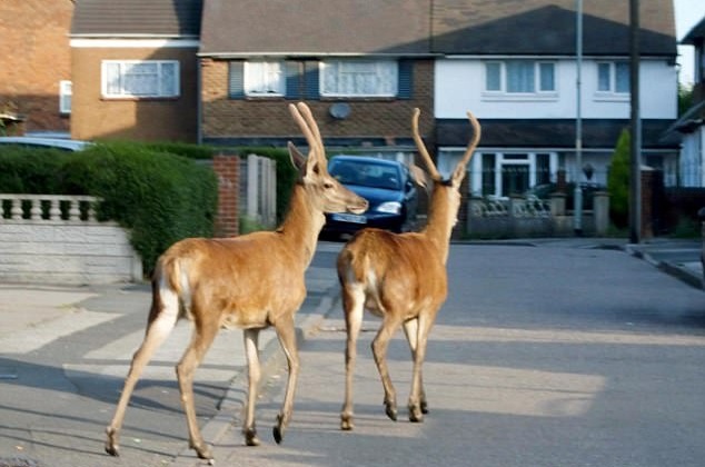 Red deer in Walsall, West Midlands