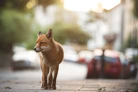 Foxtrot