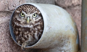 Owl be living here, then