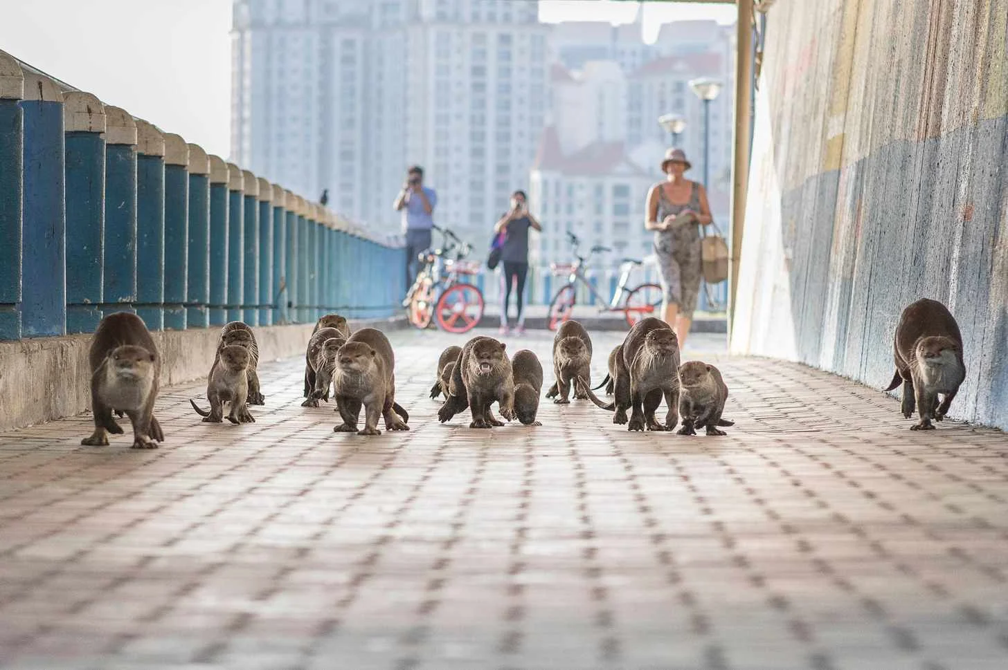 Otter-ly amazing in Singapore