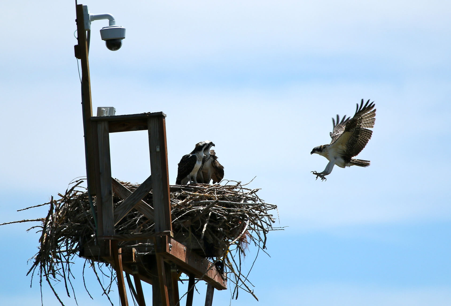 Enlightened urban ospreys nest on lampposts
