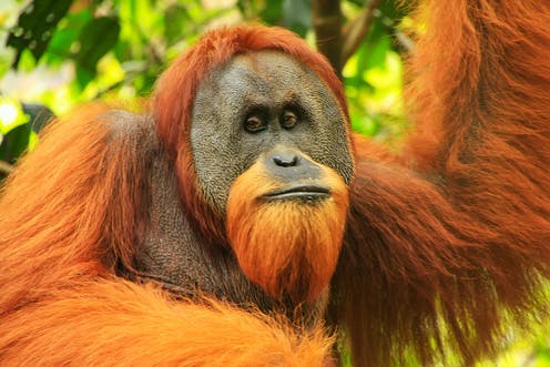 Orangutan. Of course
