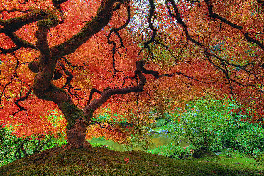 Japanese maple trees in autumn