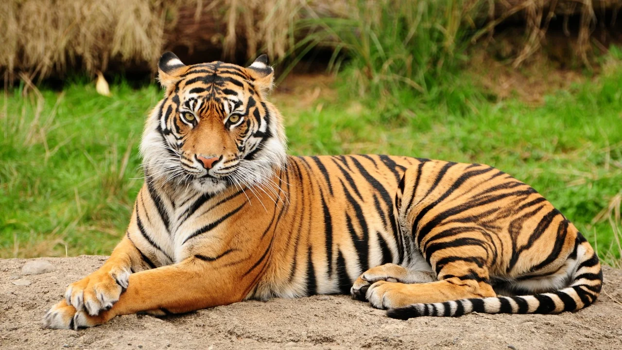 Bengal tiger. The world’s most beautiful ginger