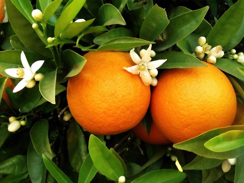Orange blossom