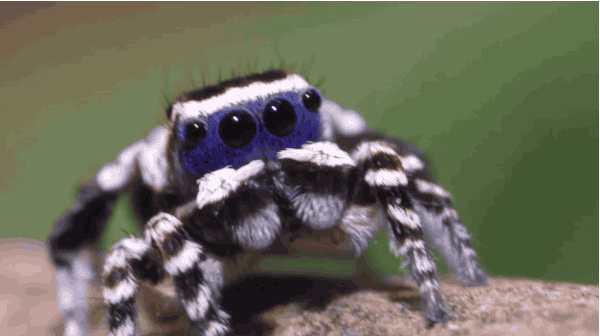 Say hello to the peacock spider, maratus personatus
