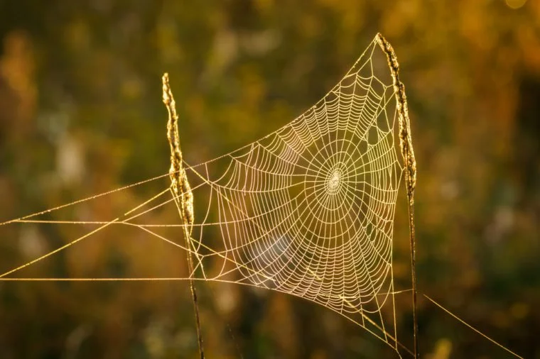 Orb webs are fantastically designed and flexible