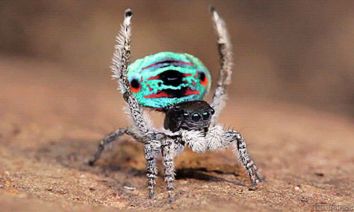 … or the coastal peacock spider, maratus specosus