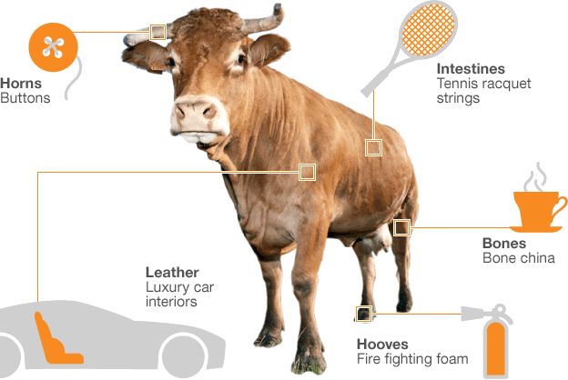 Cow parts