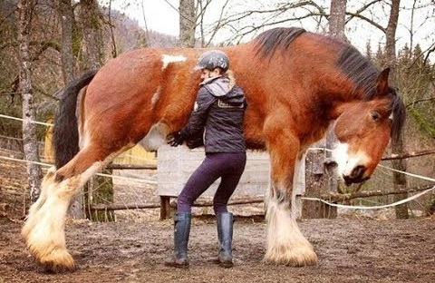 Careful with that Shire horse