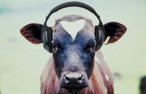 Herd the one about …?