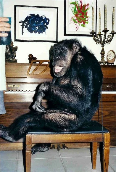 An elderly Cheeta at the piano, with his ‘ape-stract’ art on the wall