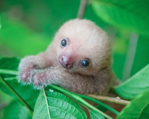 Baby animals 1.jpg