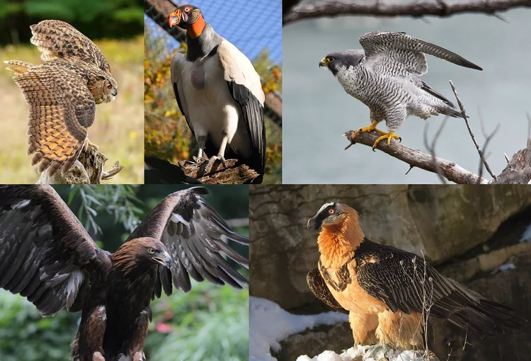 Talon-spotting? It's songs about raptors (birds of prey) — Song Bar