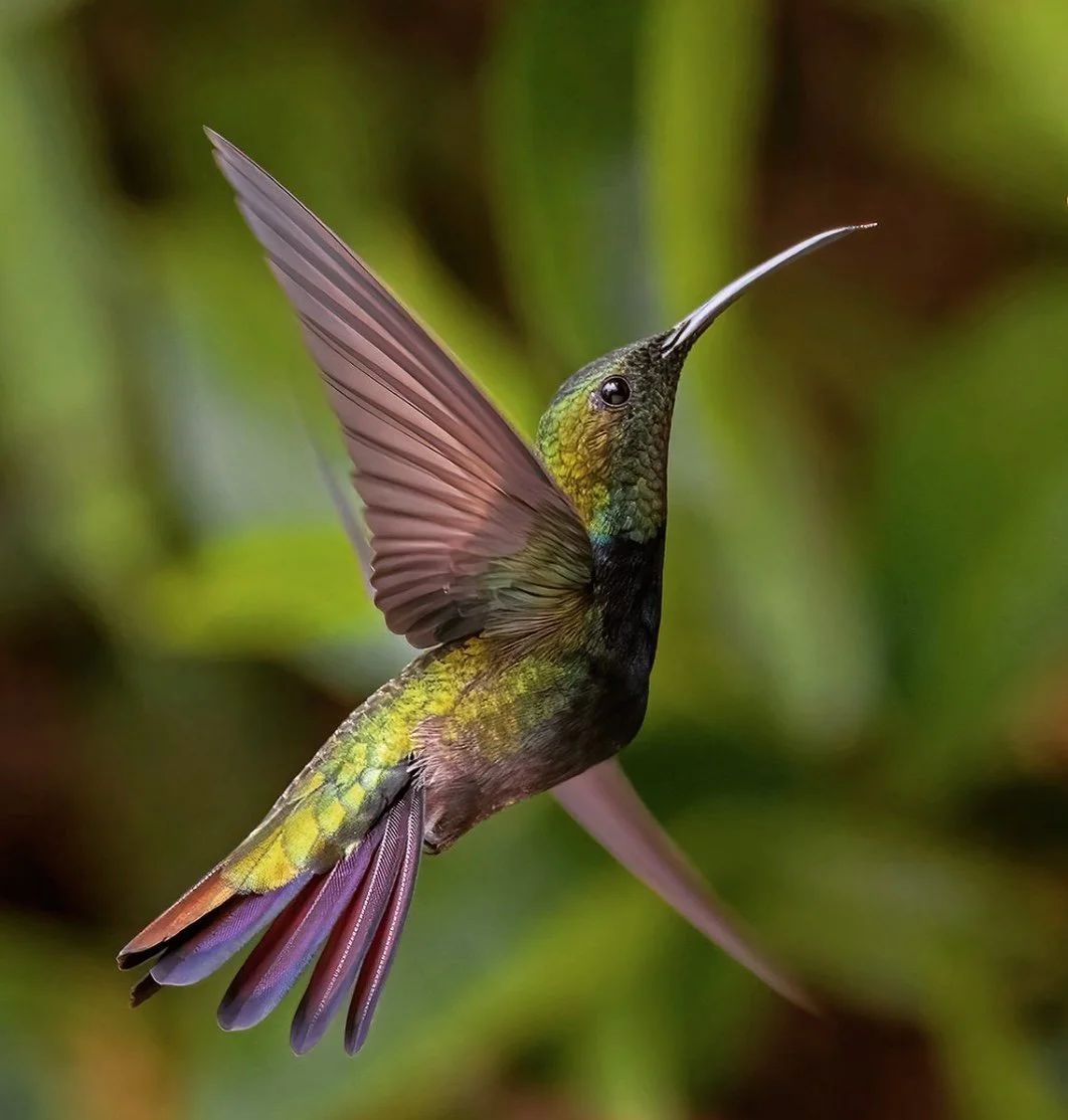 Zumbador dorado - mango bumblebee Puerto Rico.jpeg
