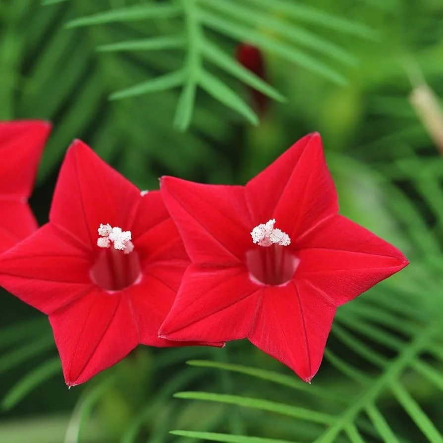 Cypress vine.jpg