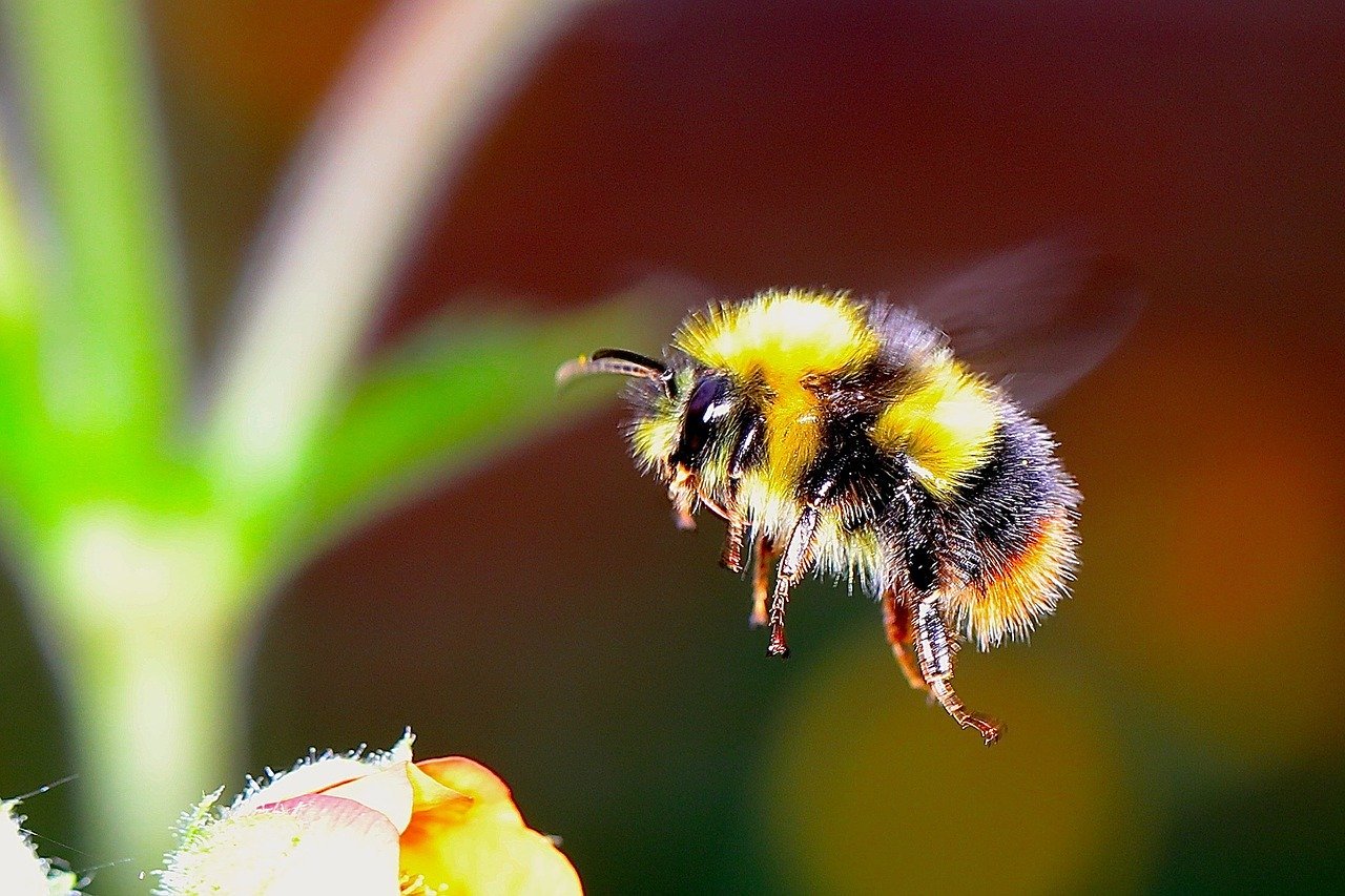 Ball-Rolling Bumble Bees Just Wanna Have Fun