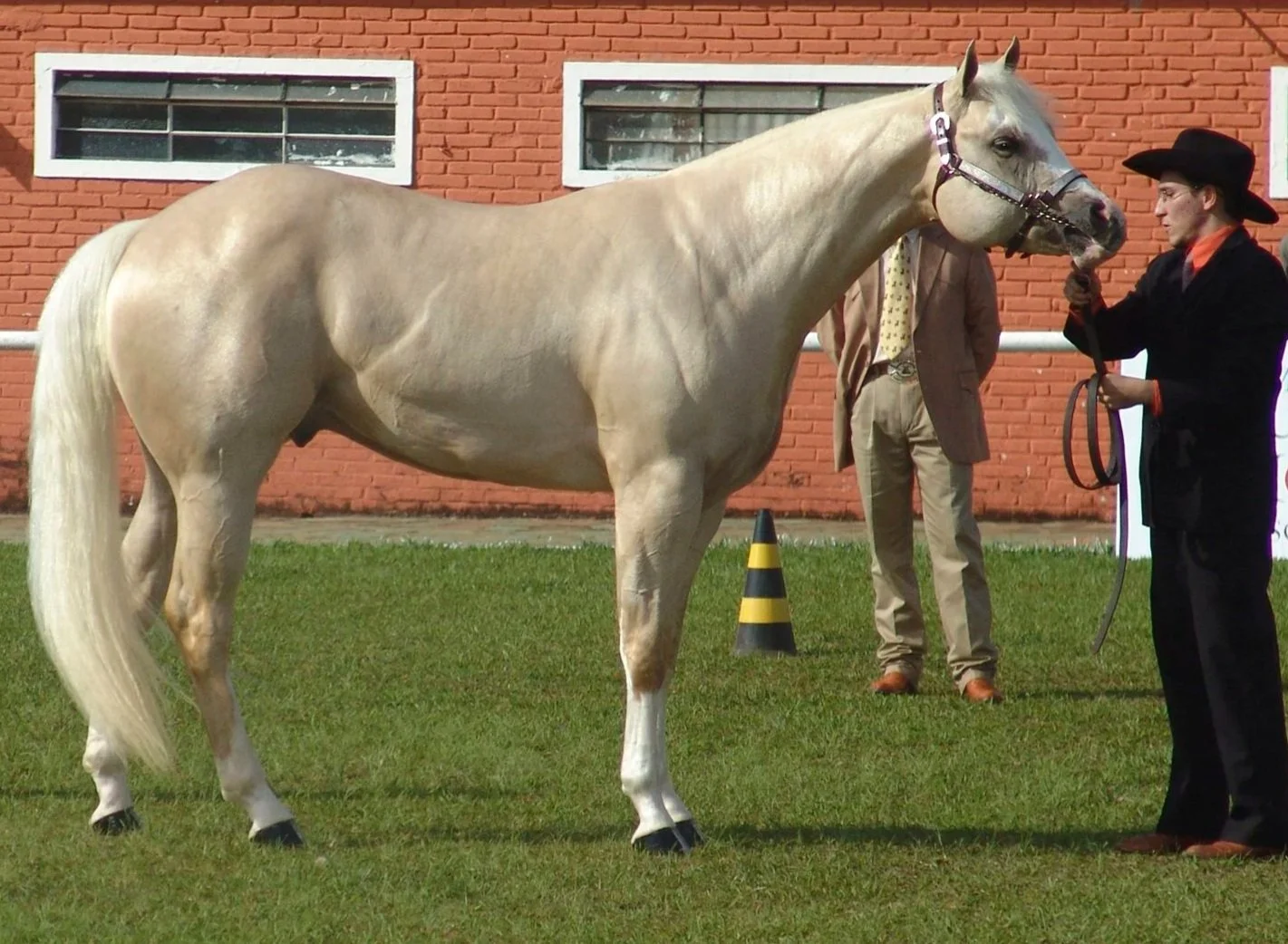 Isabelline horse.jpg