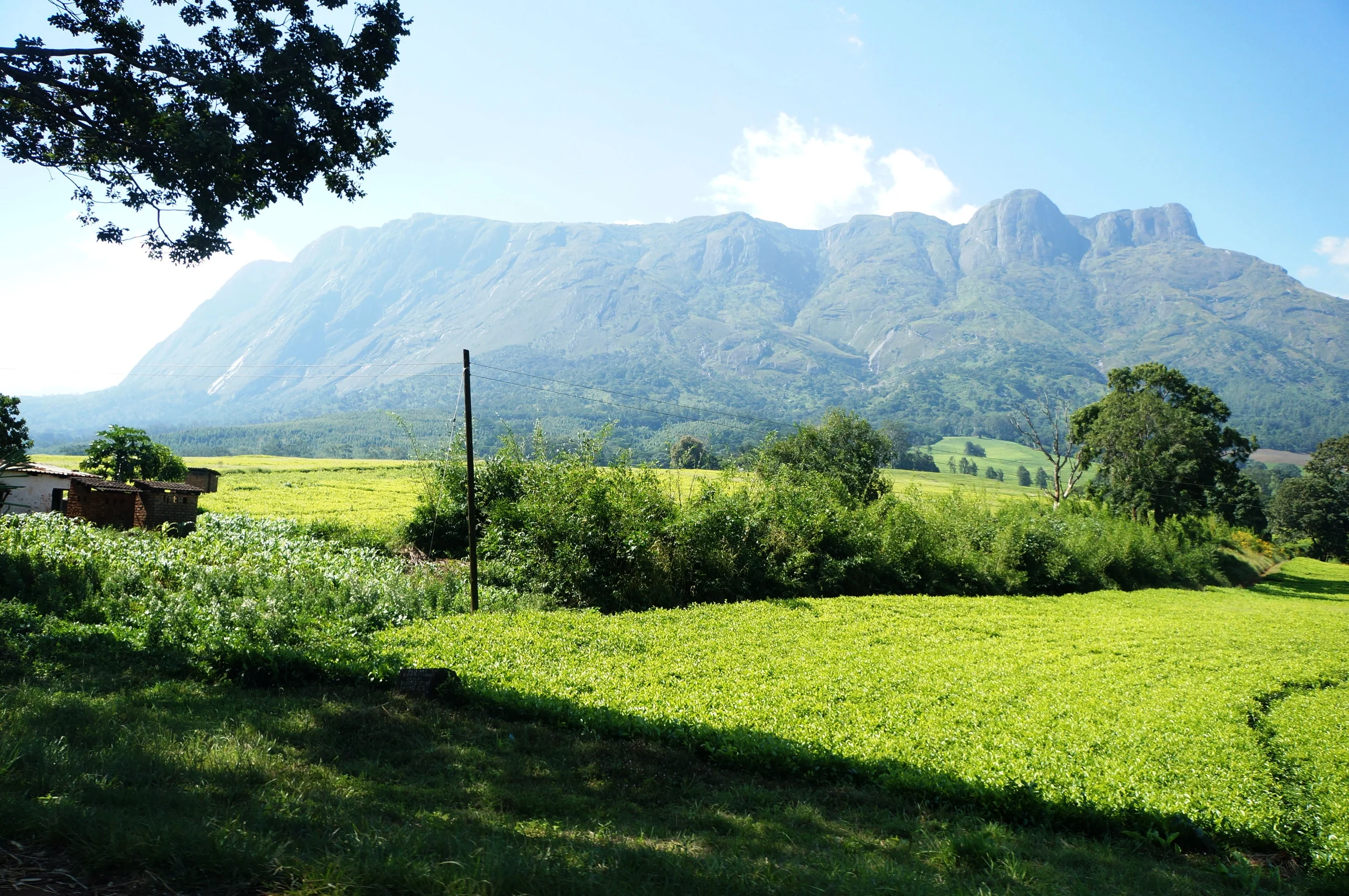 Mulanje Mountain Malawi (Copy)