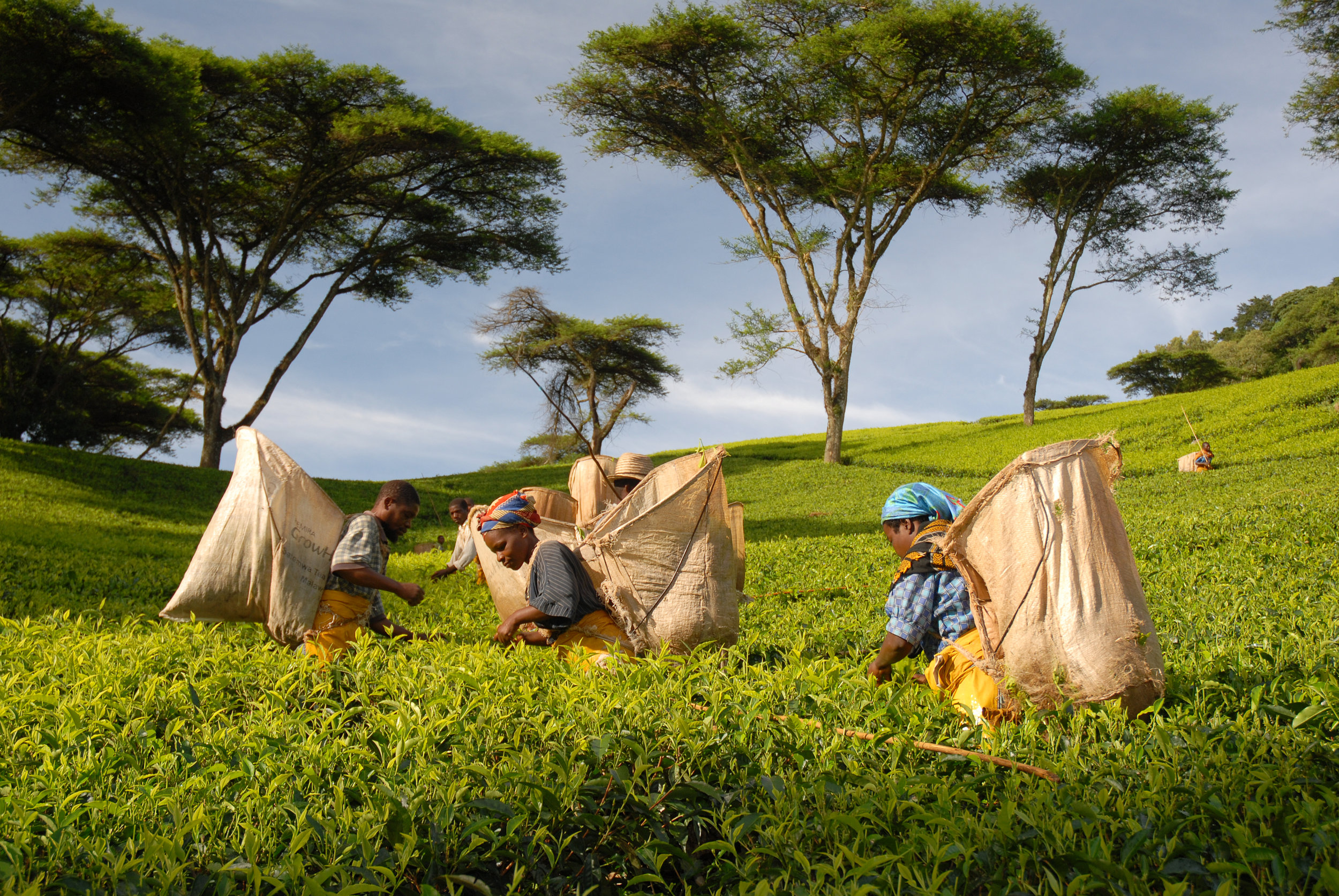 Tea Pickers in Malawi