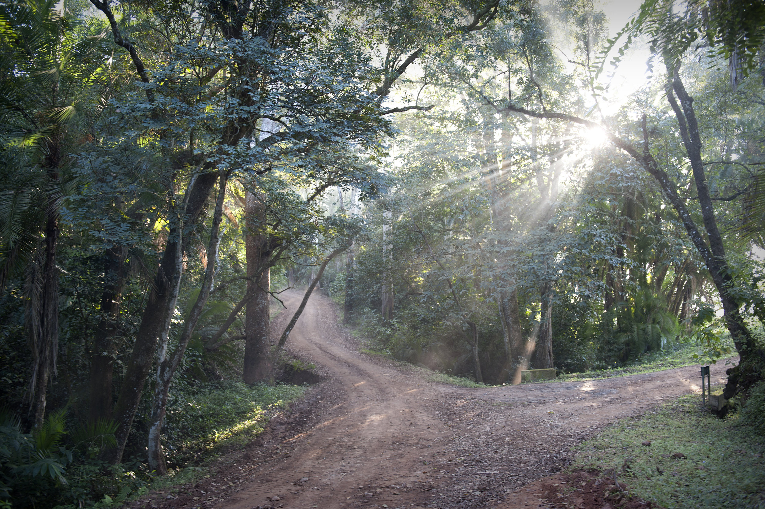 Satemwa Tea Estate Road