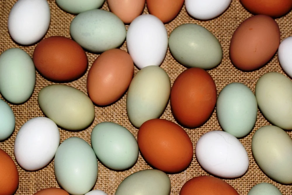 Colorful Organic Eggs.JPG