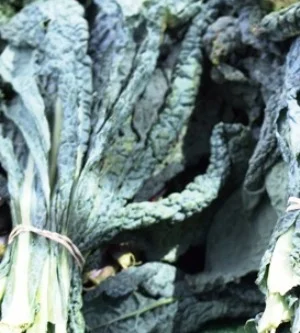 "Dinosaur" Kale