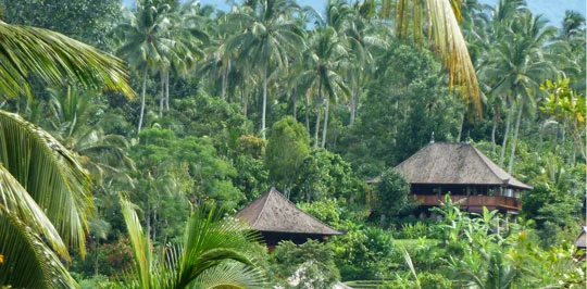 Bal-nature.jpg