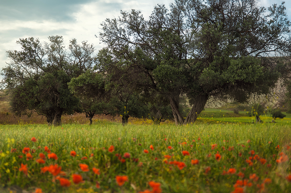 DSC_8848-2.jpg