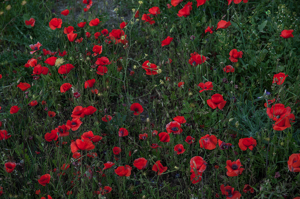 DSC_8862-2.jpg