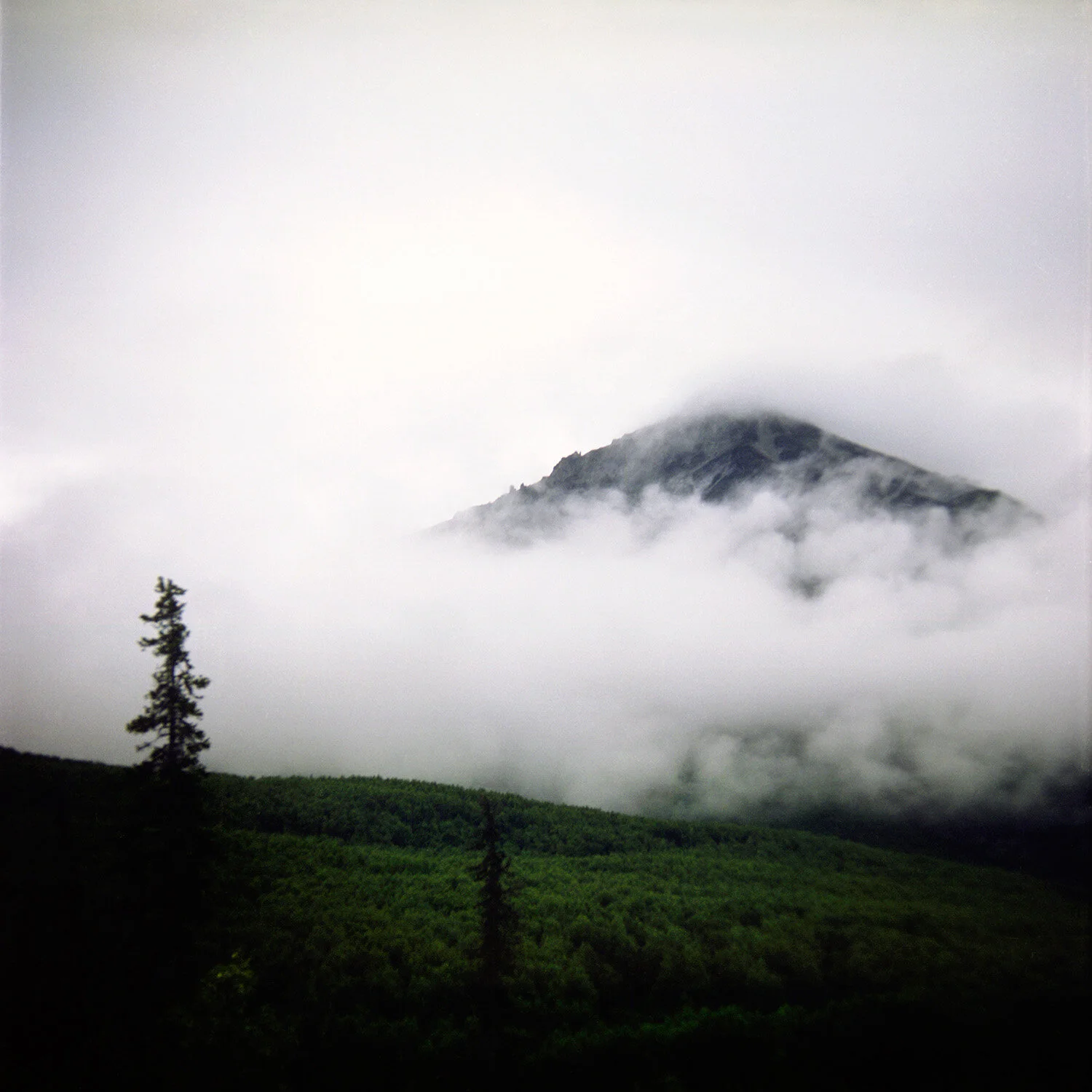 king mt and tree.jpg