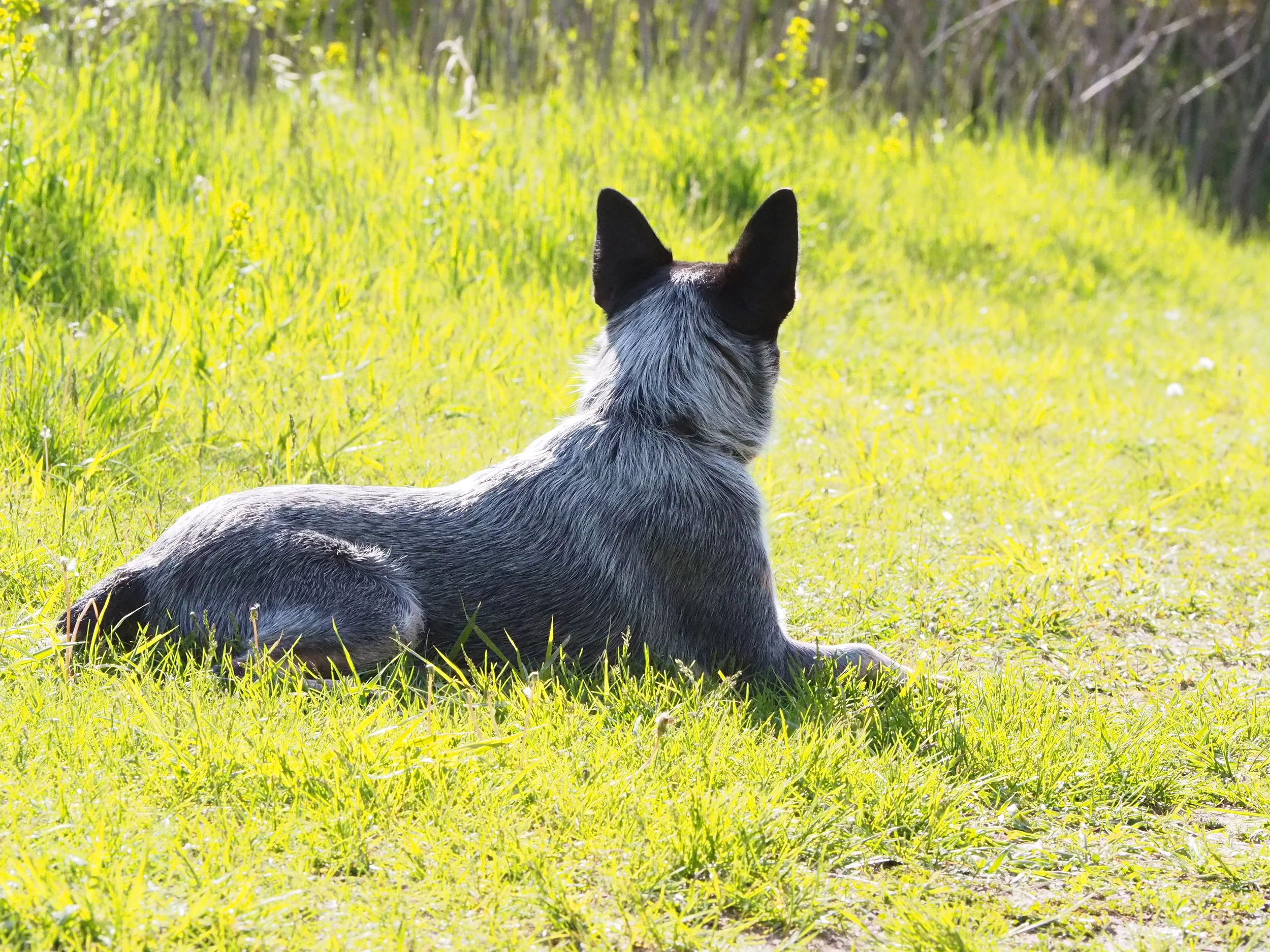 Staring Lake Dog Park